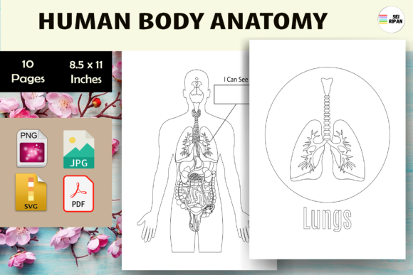 Human Body Anatomy Activity Book-KDP Graphics